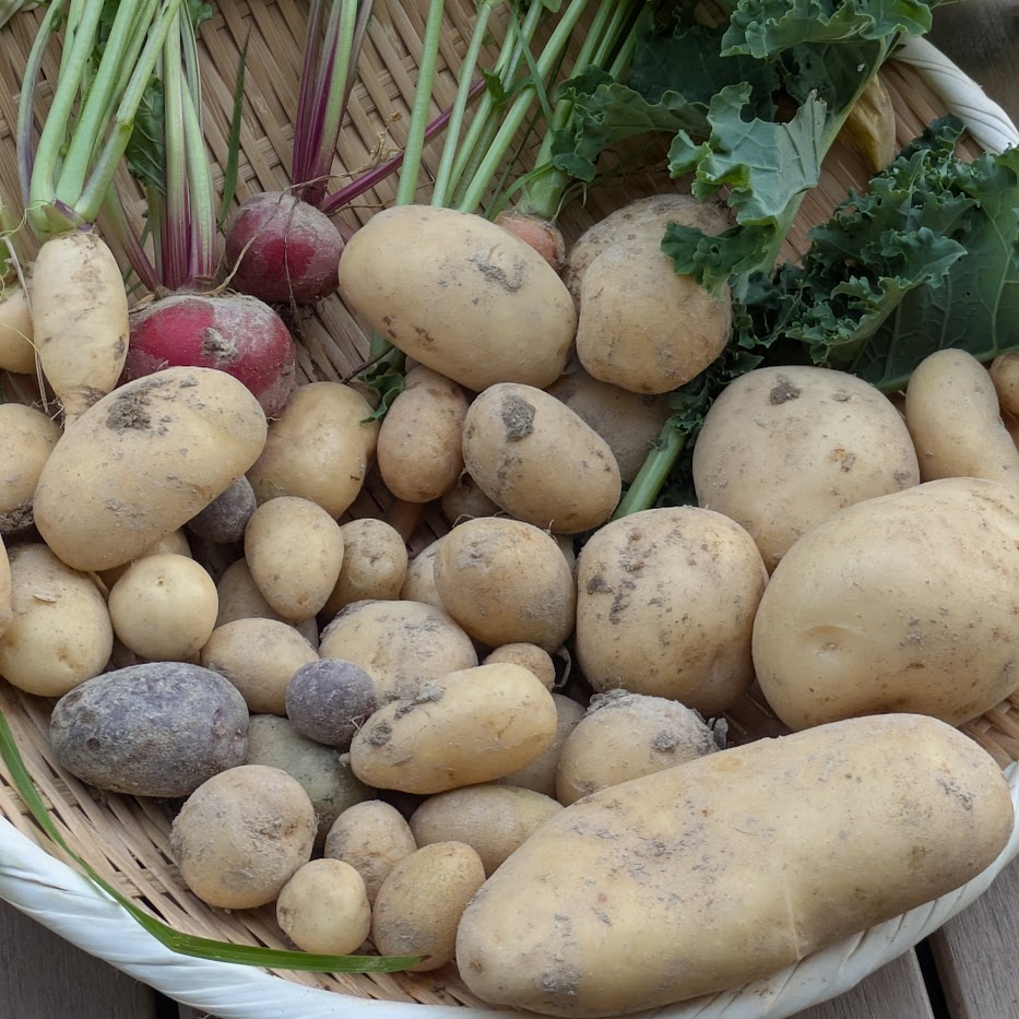 じゃがいも収穫体験　畑活動　菌ちゃん農法