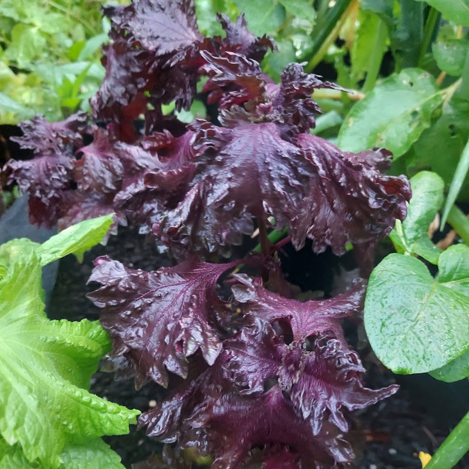 赤しそ　しそ　庭