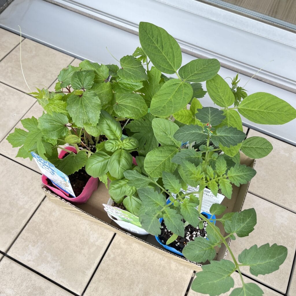 グリーンカーテン　マンション　ベランダ