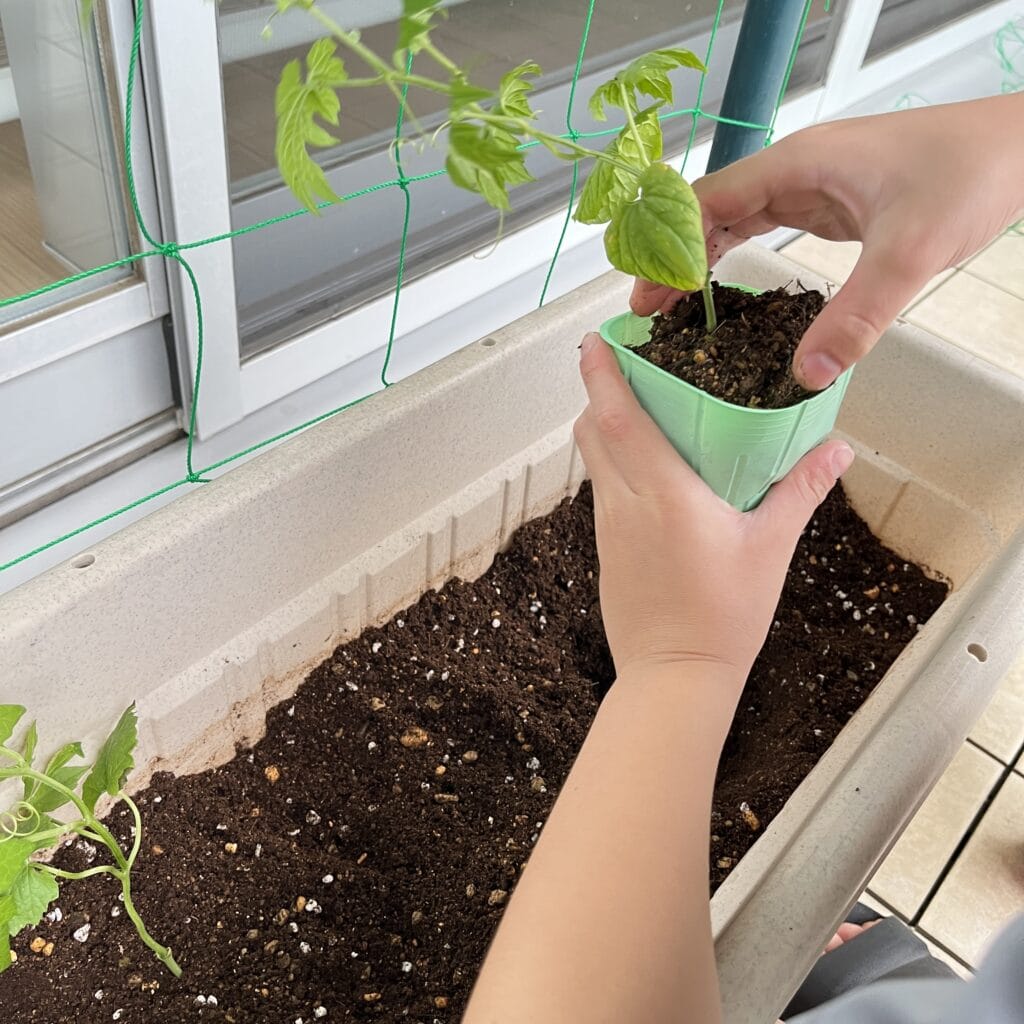 グリーンカーテン　マンション　ベランダ