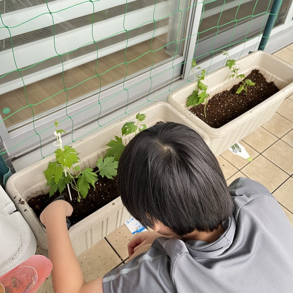 グリーンカーテン　マンション　ベランダ