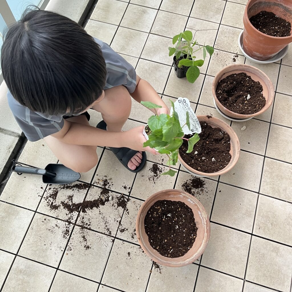 グリーンカーテン　マンション　ベランダ