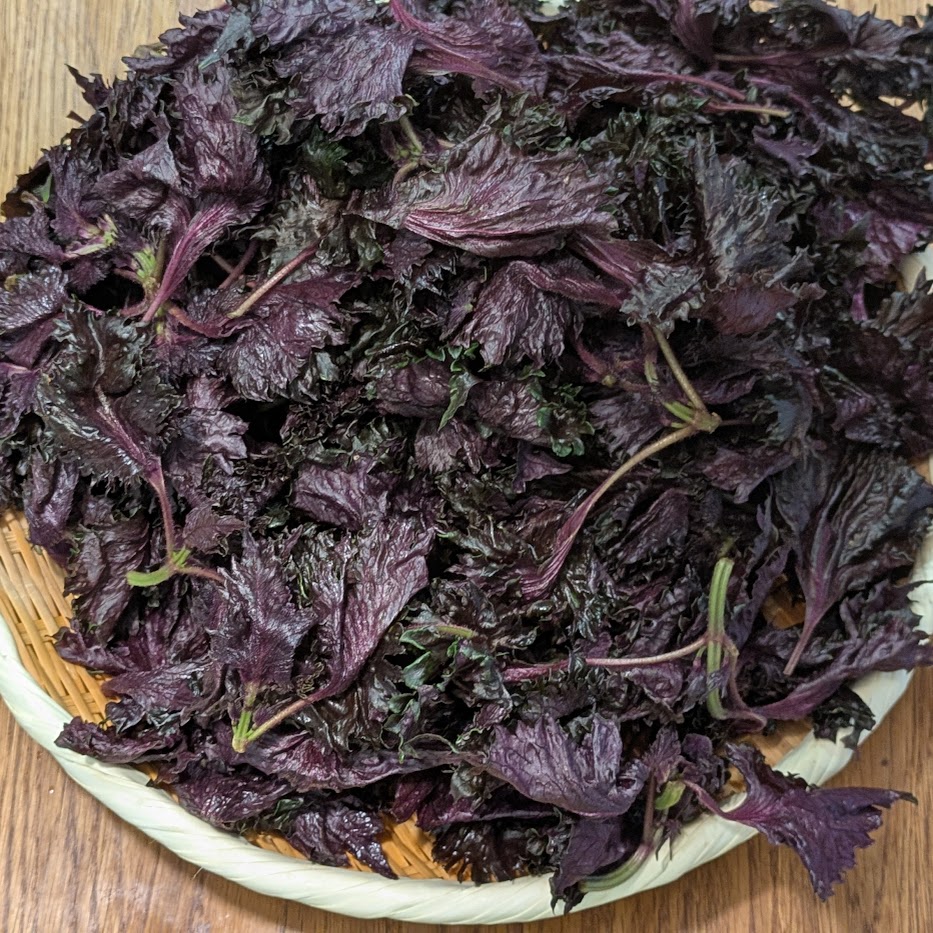 赤しそジュース　赤しそ　季節のドリンク