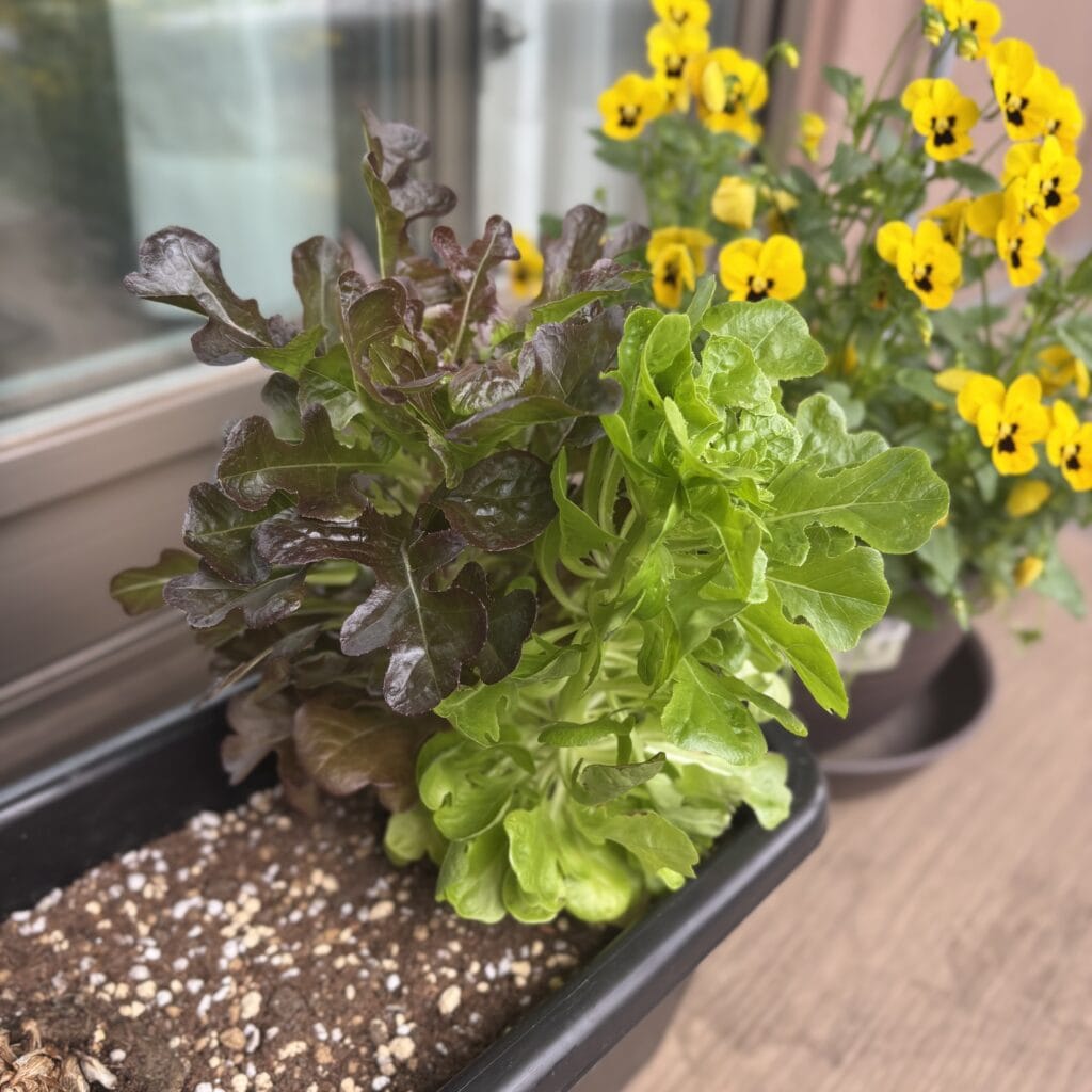 根付レタス　再生栽培