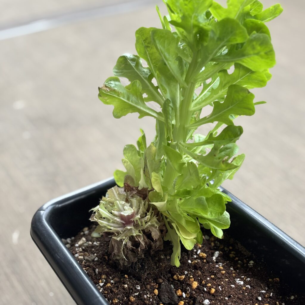 根付レタス　再生栽培