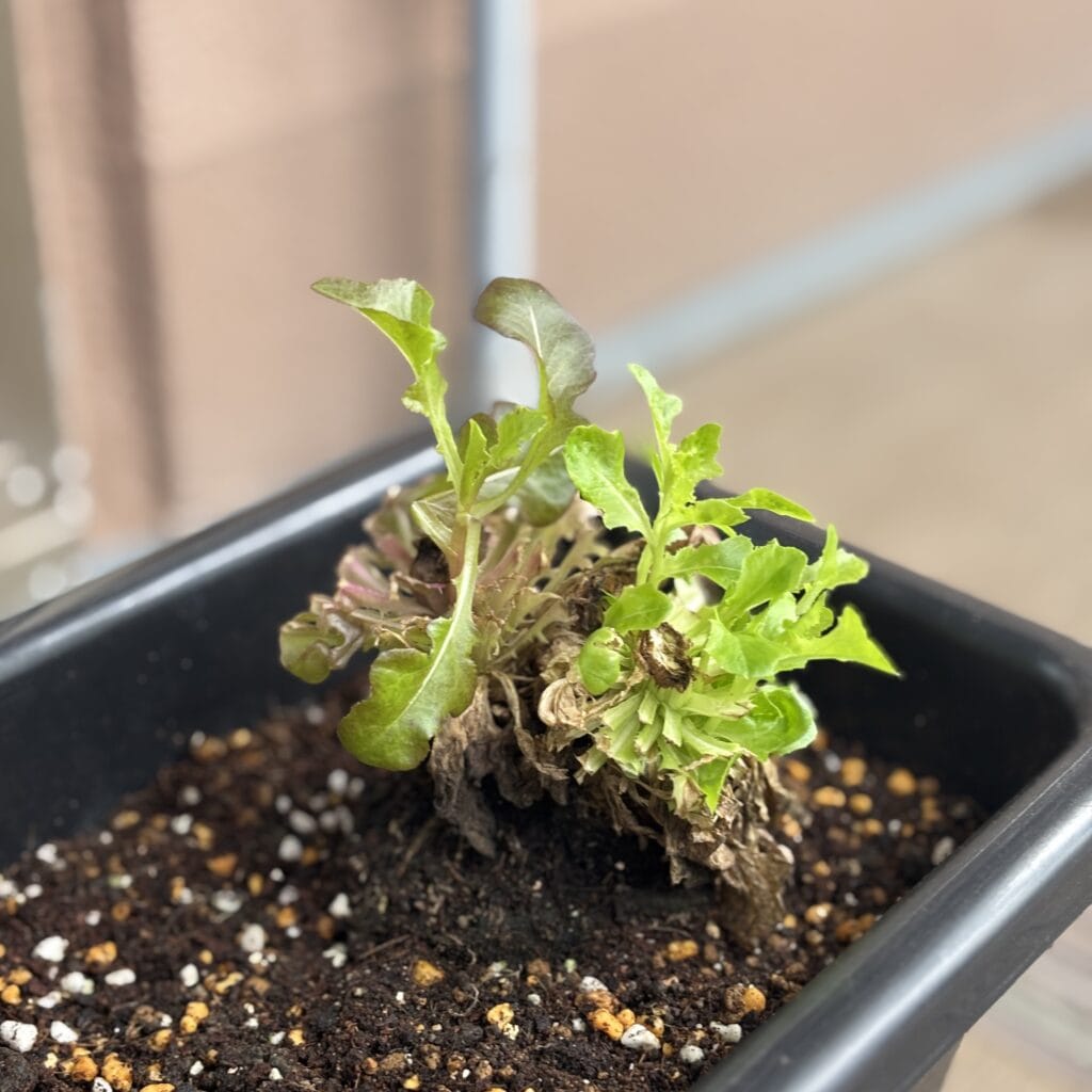 根付レタス　再生栽培
