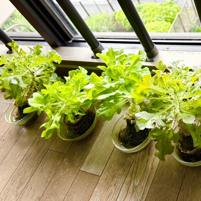 【サイン付】レタスP×鎖那 レタス畑 山盛りの