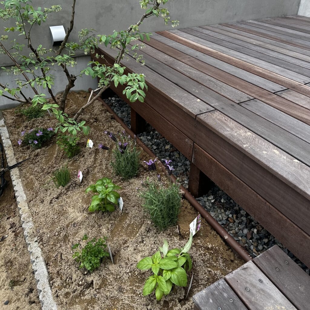 バジル　ラベンダー　ブルーベリー