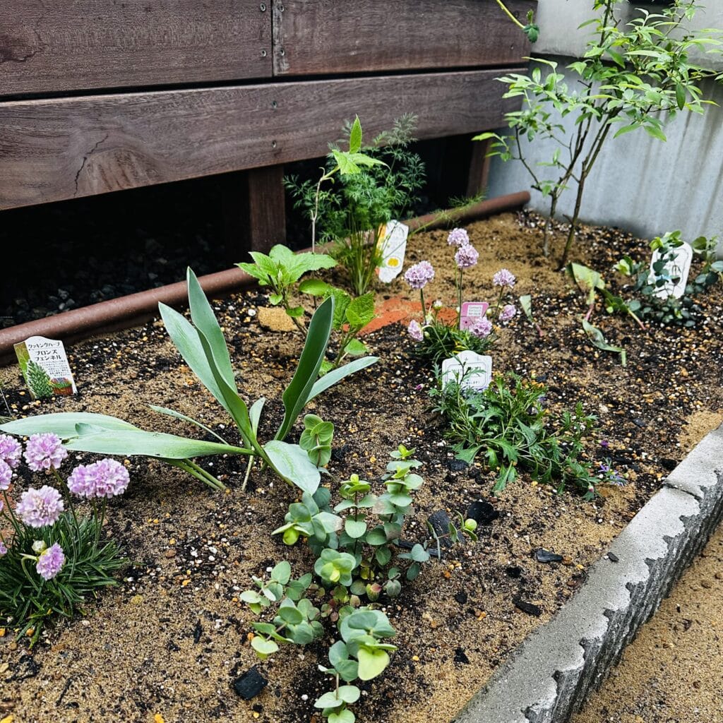 ブルーベリー　オレガノ　ハーブ