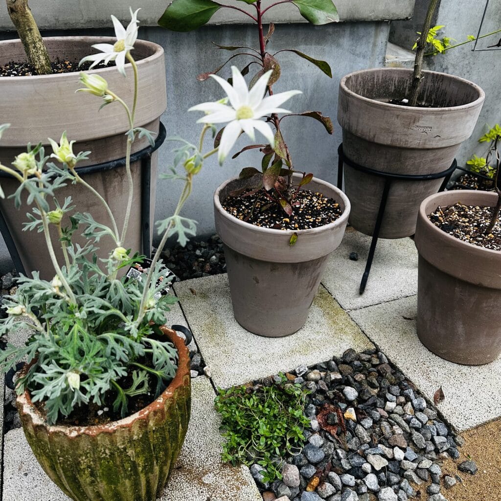 フランネルフラワー　オージープランツ　ガーデニング