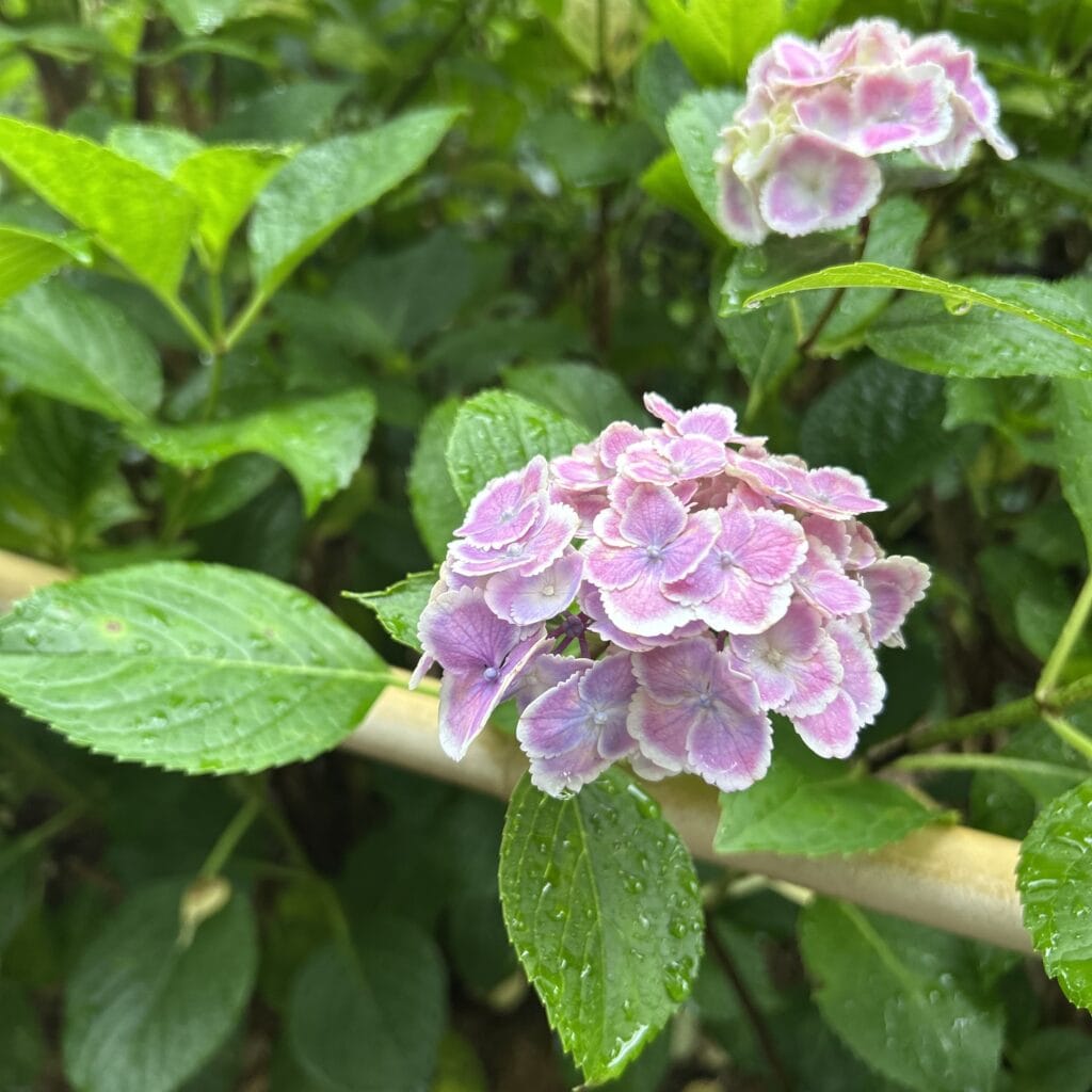 京都・宇治】三室戸寺へ紫陽花を見に行ってきました | LEE