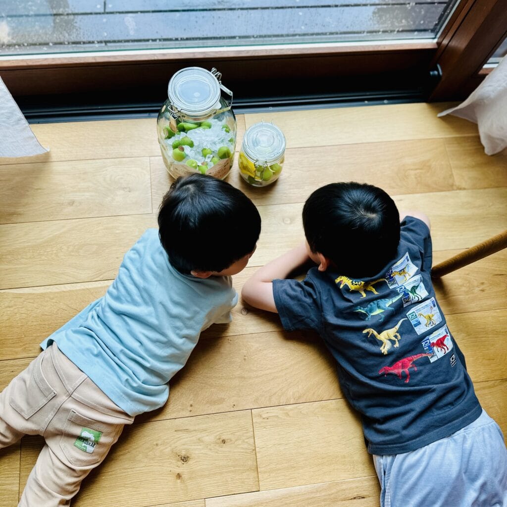 梅しごと　梅シロップ　子ども