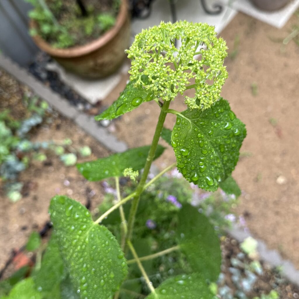 アナベル　梅雨　庭