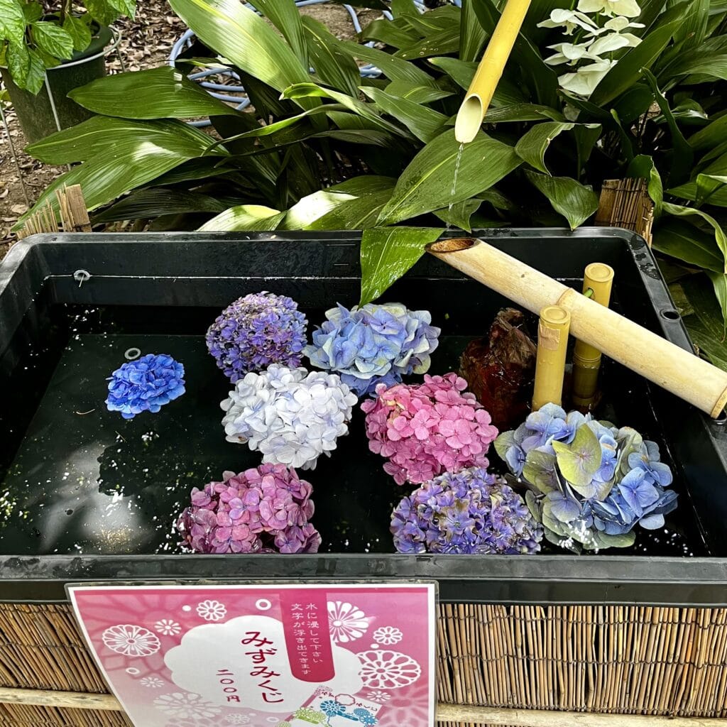 紫陽花