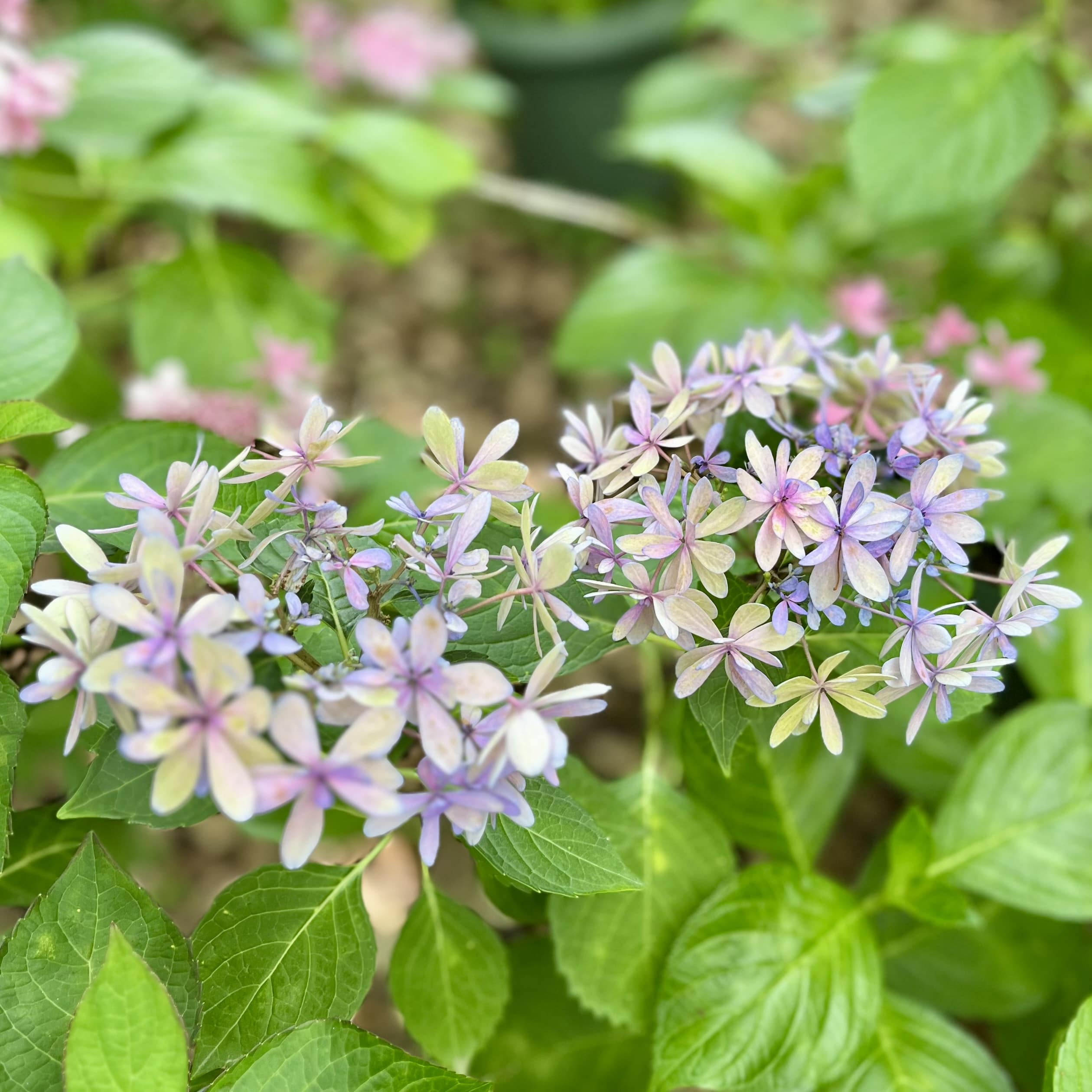 紫陽花