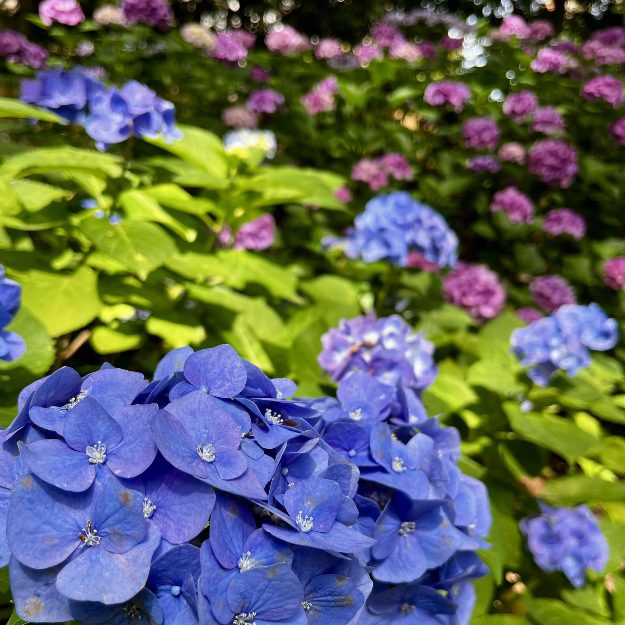 紫陽花
