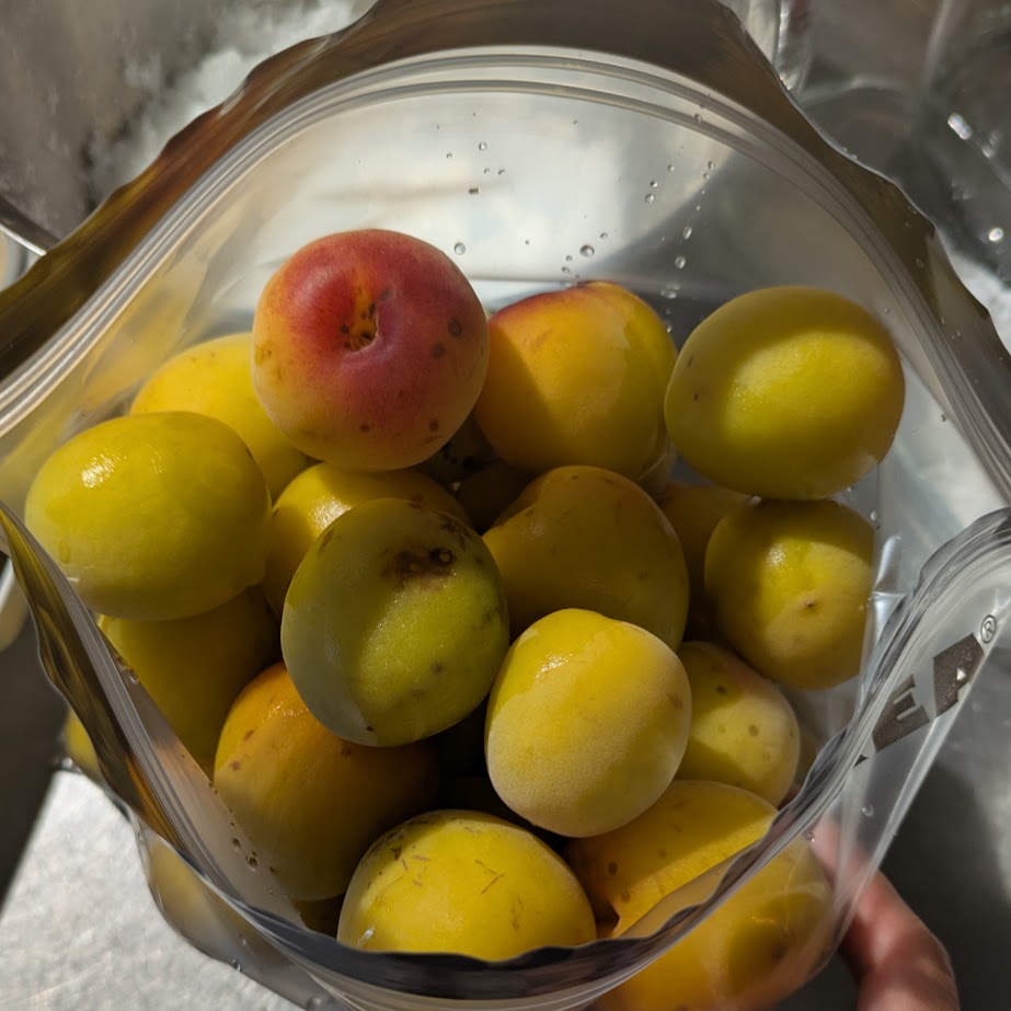 梅の消毒　南高梅　梅干し