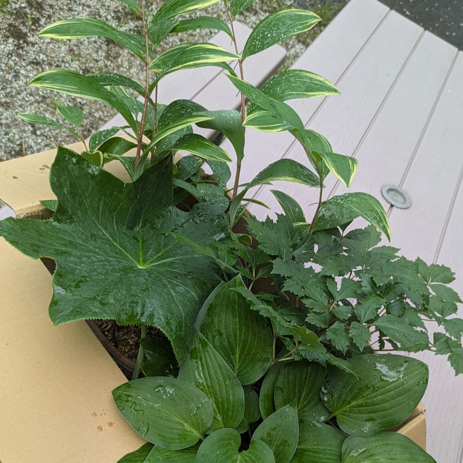 六角連　ギボウシ　山野草　