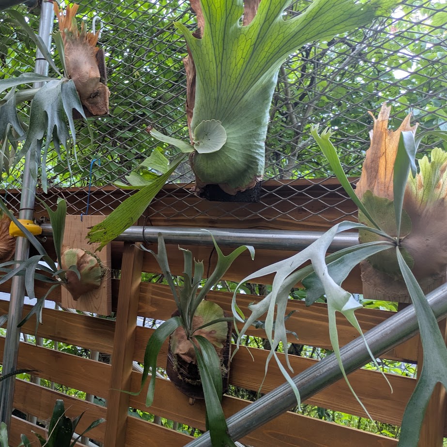観葉植物　こうもりらんとか　花坂山草園