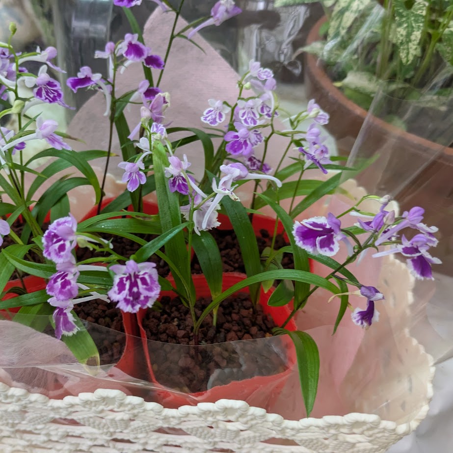 うちょうらん　花坂山草園　和歌山