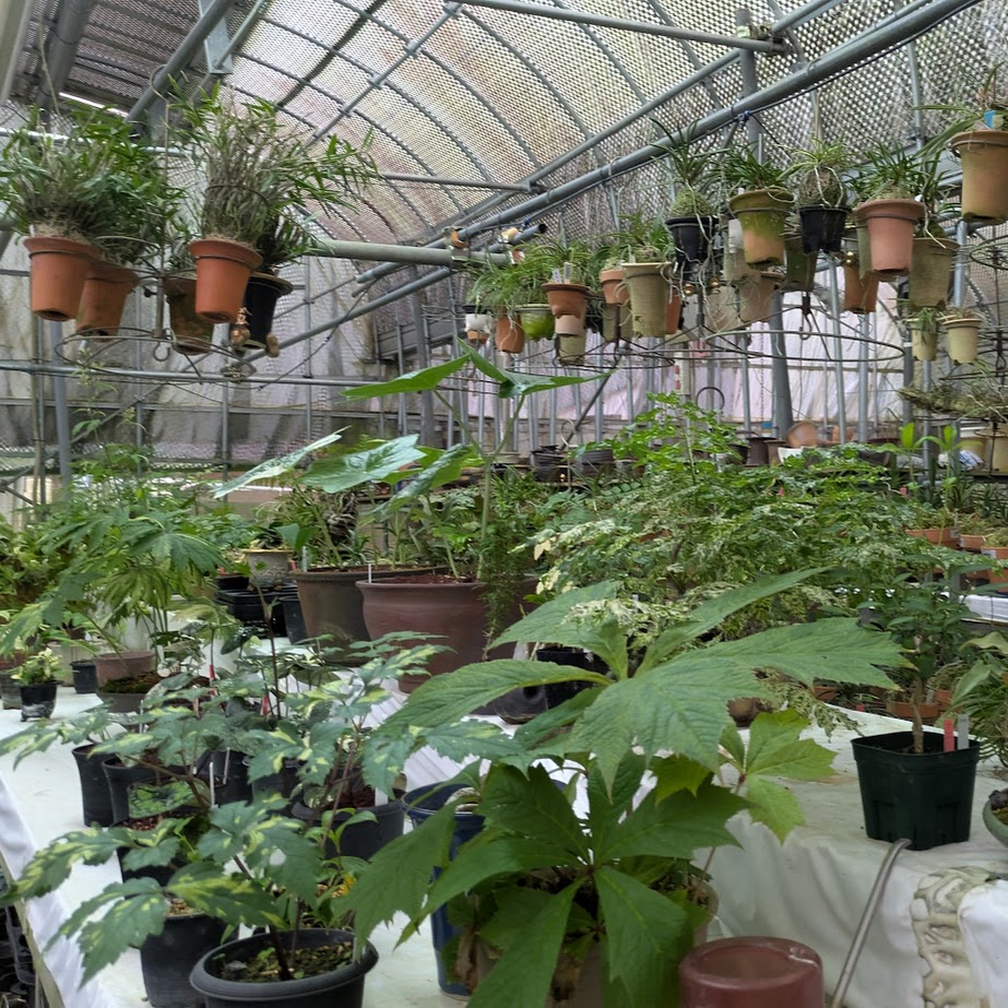 花坂山草園　高野山のふもと　山野草