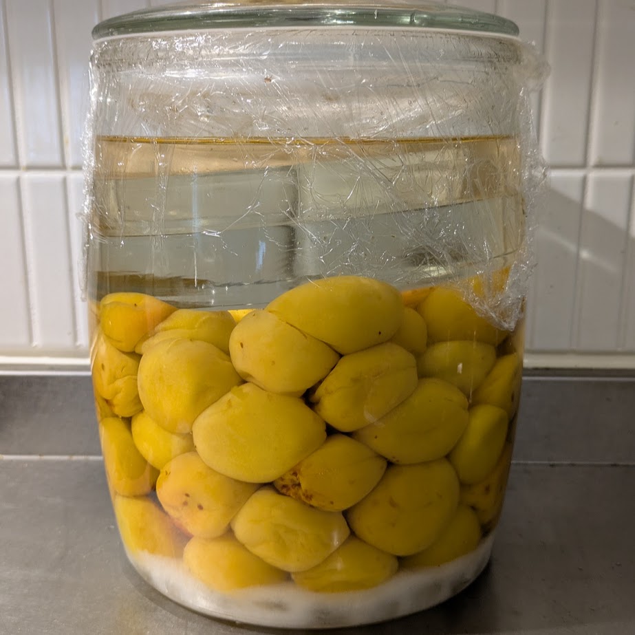 梅干し２日目　白梅干し　南高梅