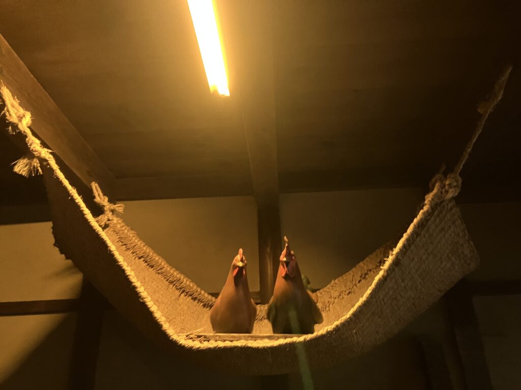 深川江戸資料館
にわとり