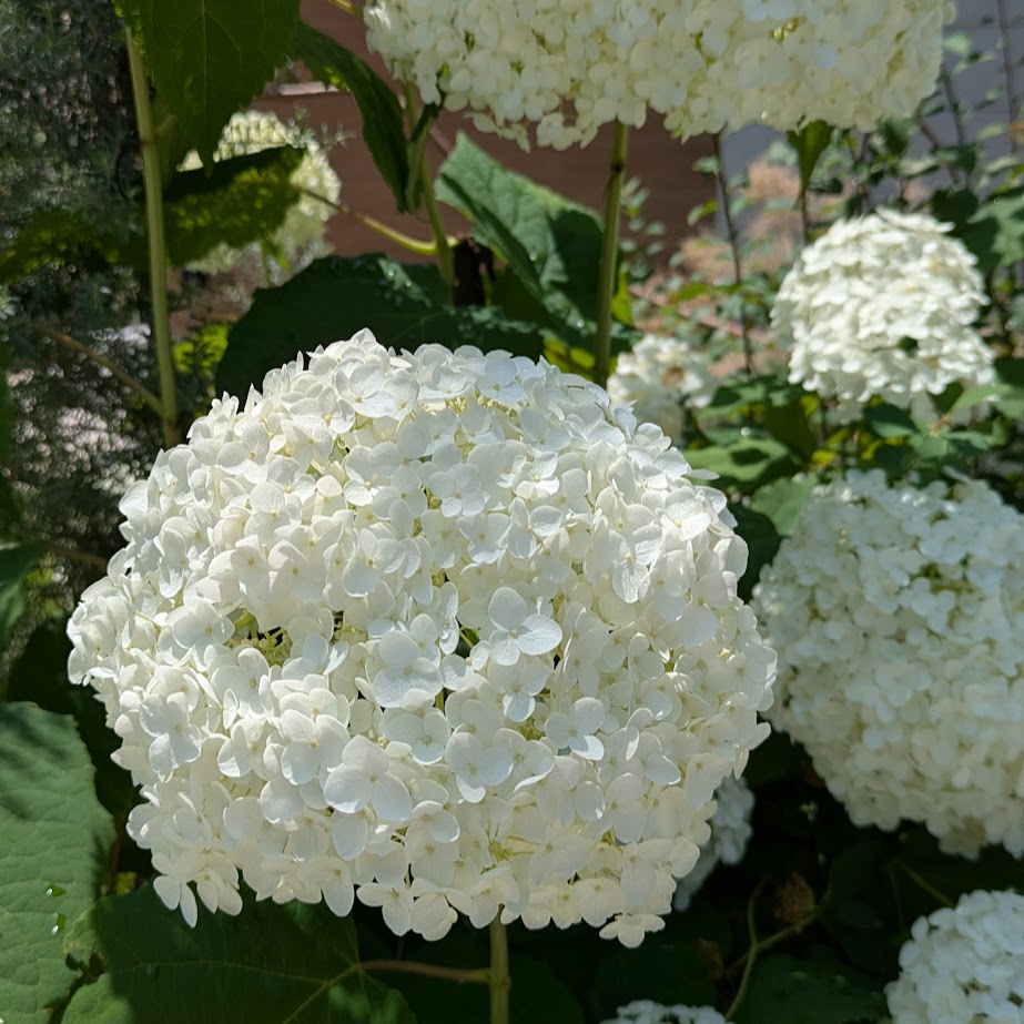 庭のアナベル　収穫　６月