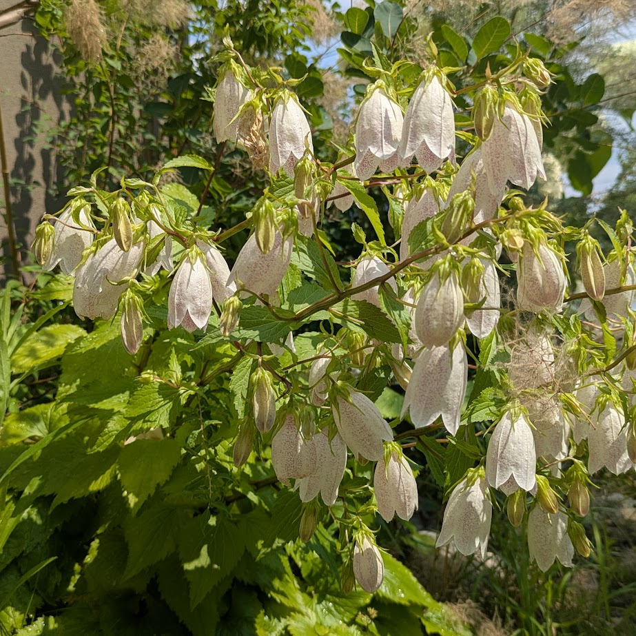 ホタルブクロ　スモークツリー　山野草