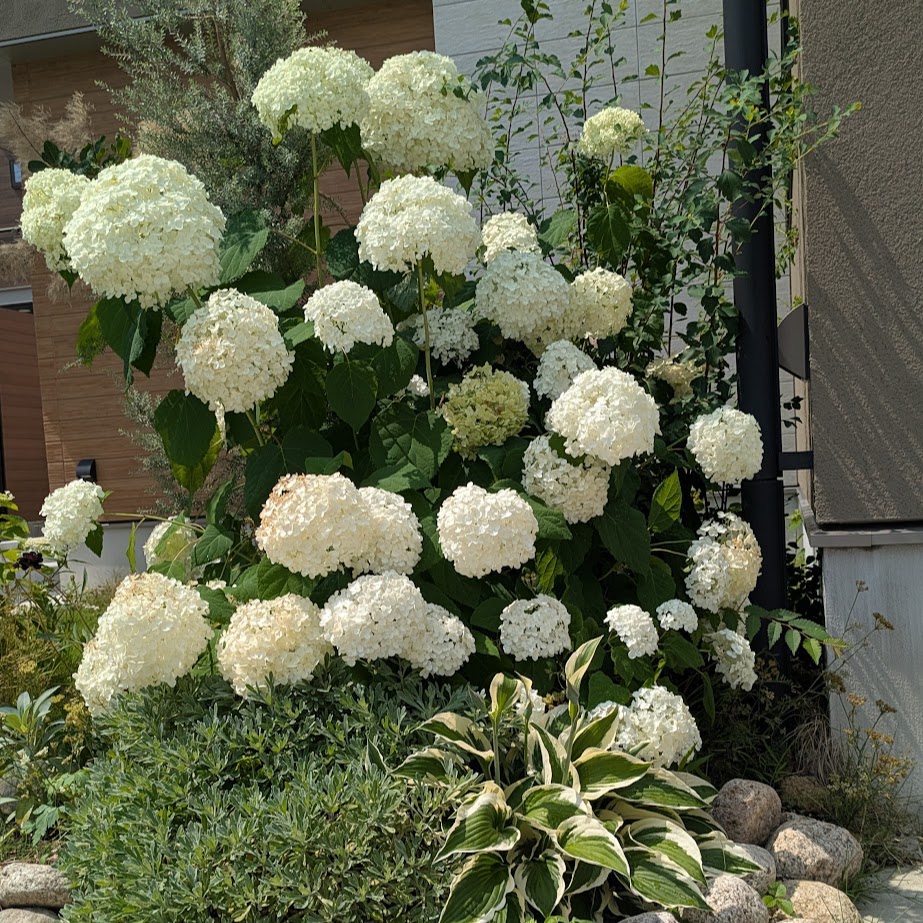 庭　６月　アナベル