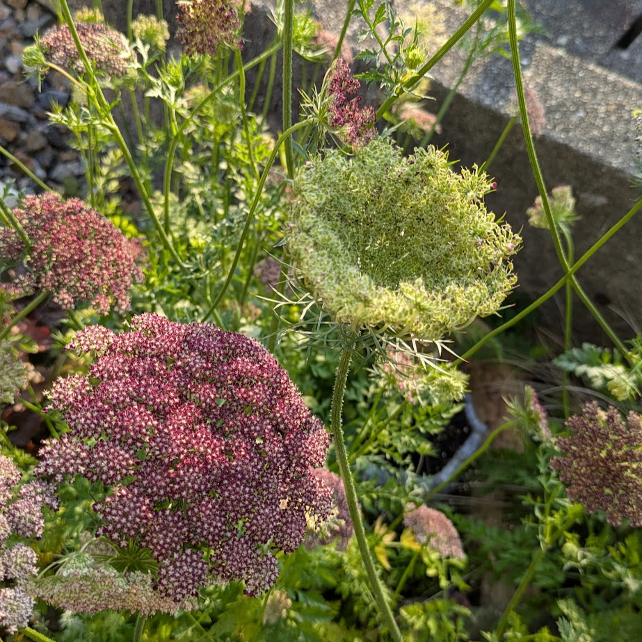 ブラックレースフラワー　多年草　庭