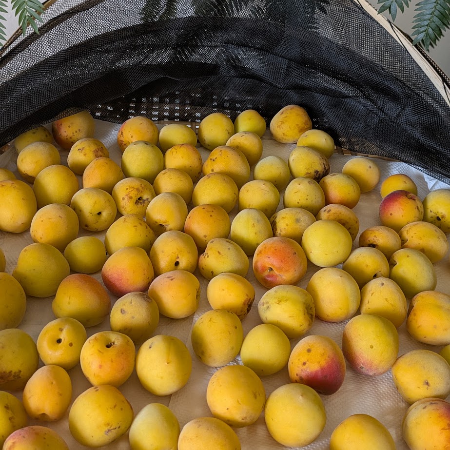 南高梅　追熟　梅干し