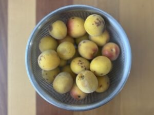 【梅仕事】傷んだ梅の使い道を考える①梅の塩こうじ TB icoco