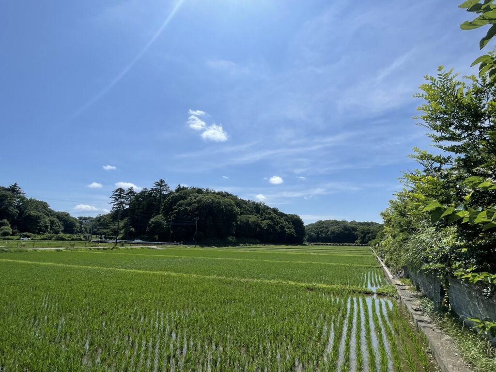 2025年6月に撮影した寺家ふるさと村の様子。