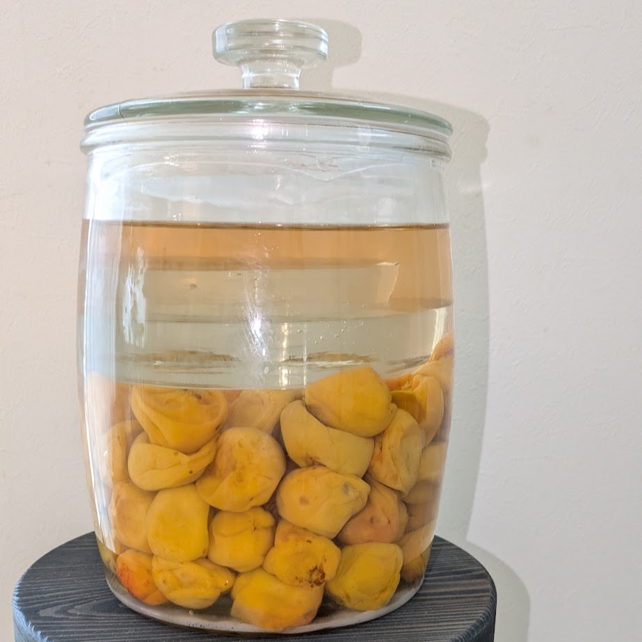 漬けて２週間目　梅干し　白梅干し