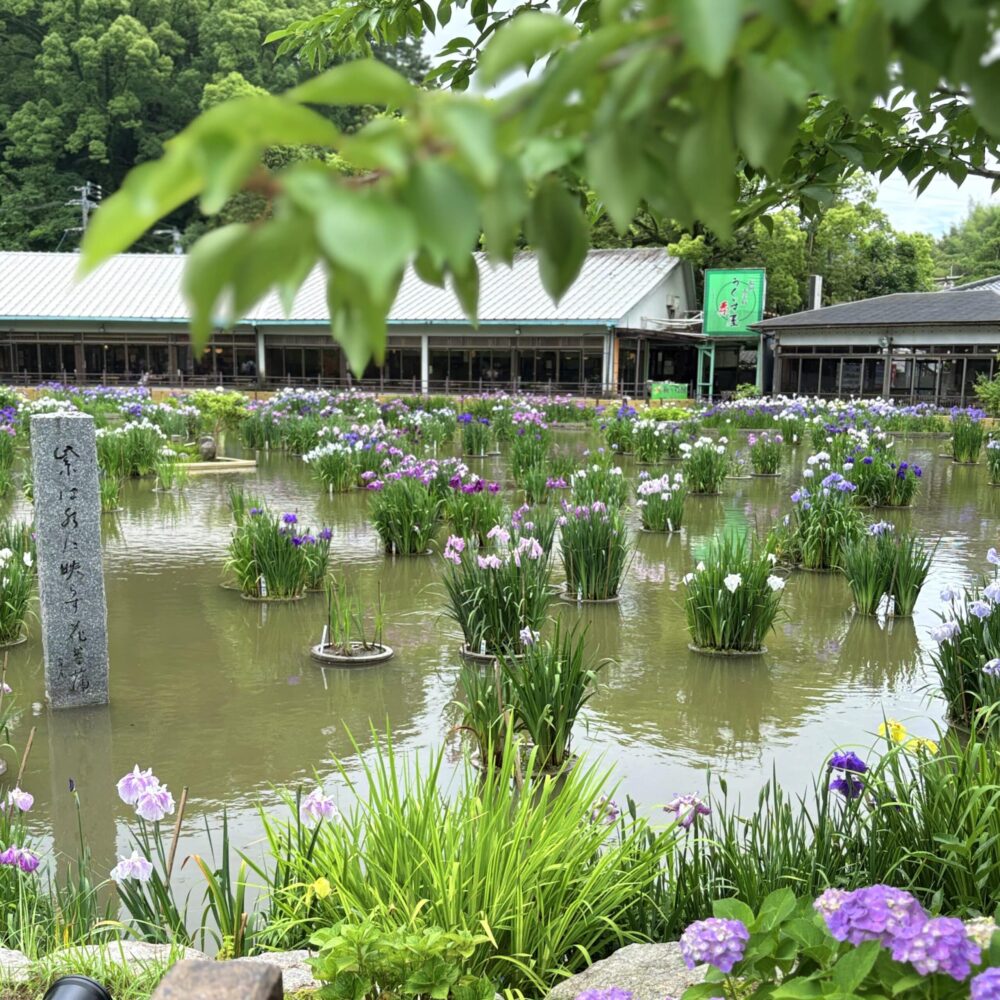 花菖蒲　太宰府天満宮　菖蒲池