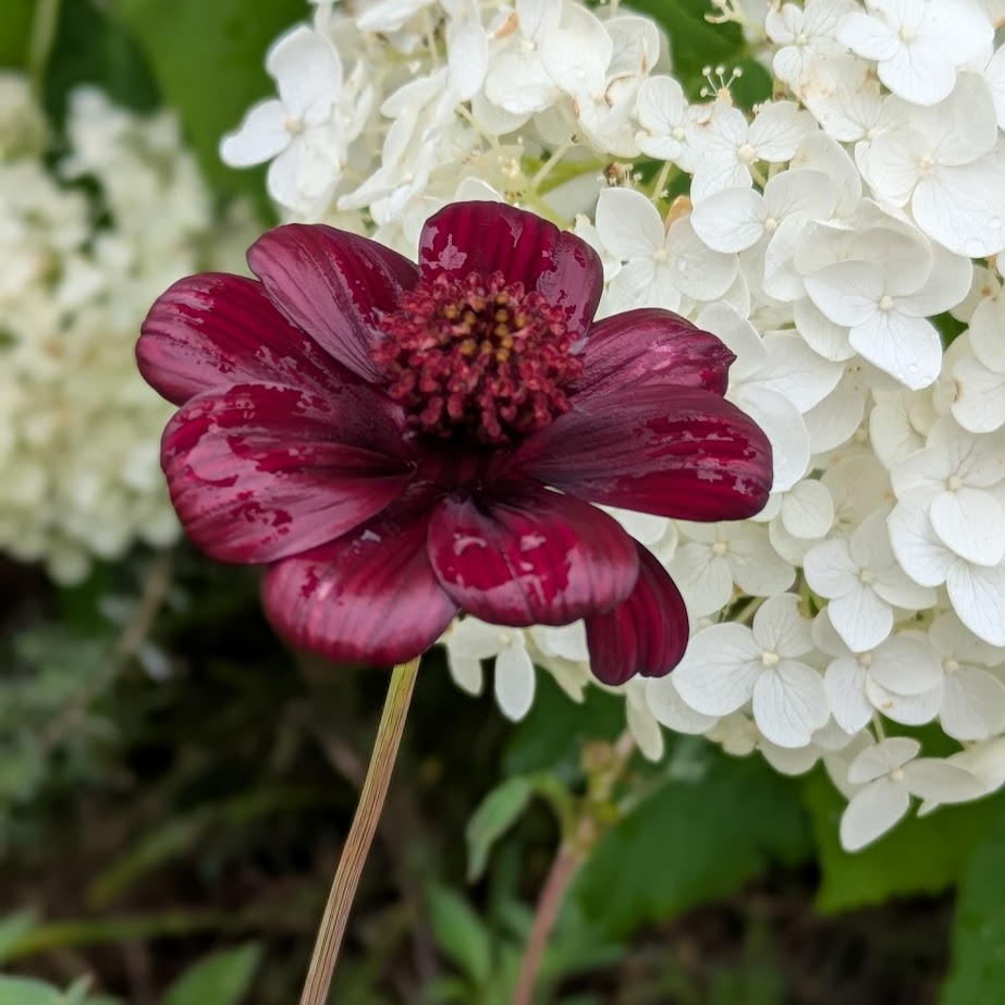 チョコレートコスモス　コポ庭　６月