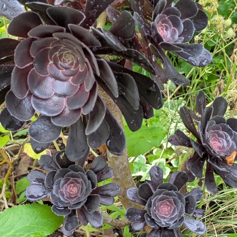 黒法師　子株　コポ庭