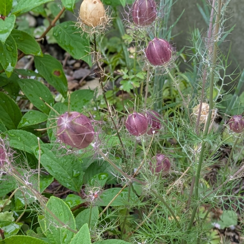 ニゲラ　種　コポ庭