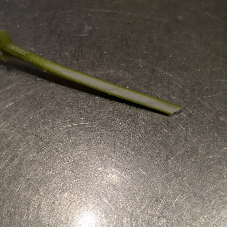 アジサイ　綿とり　水揚げ