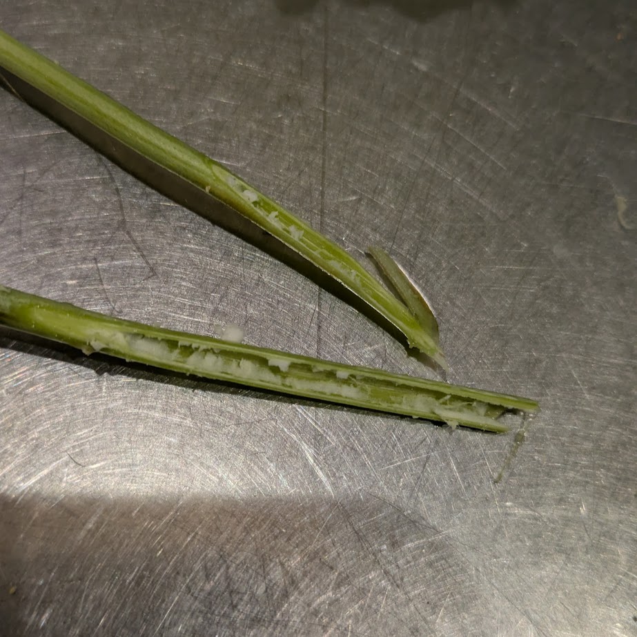 アジサイ　綿とり　湯上げ