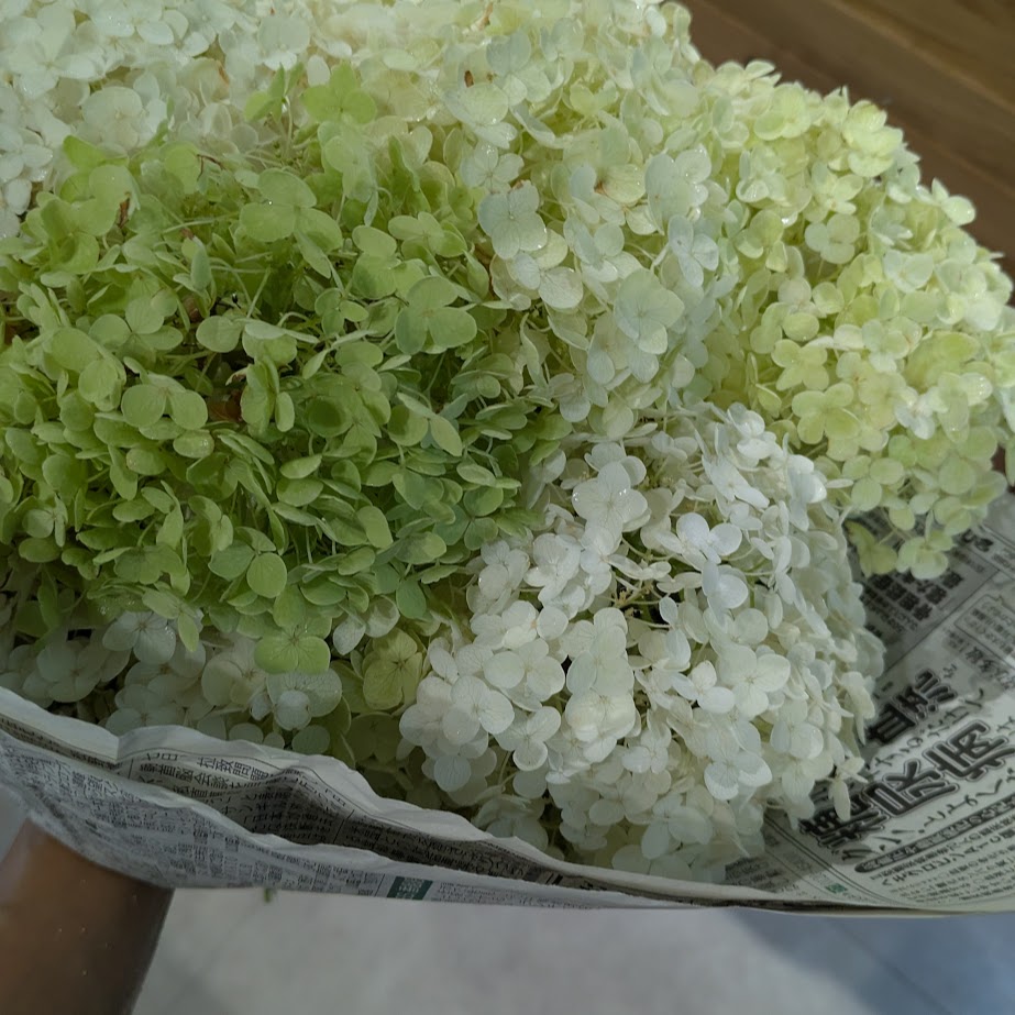 アジサイ　湯上げ　新聞まき