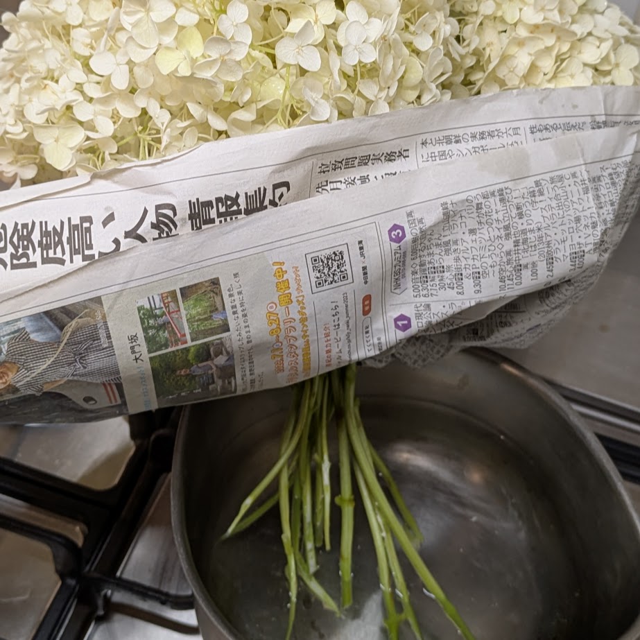 アナベル　湯上げ　長持ち