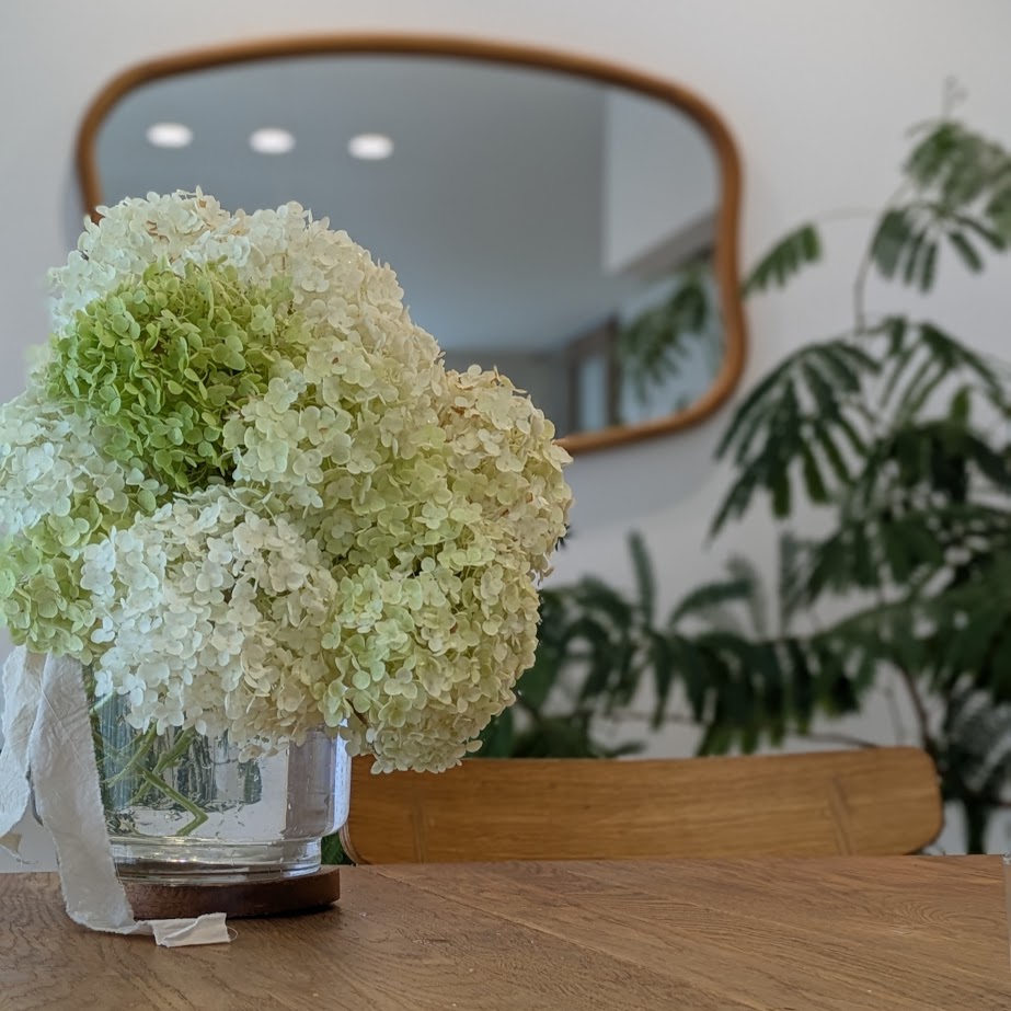 アジサイ　アナベル　コポ家