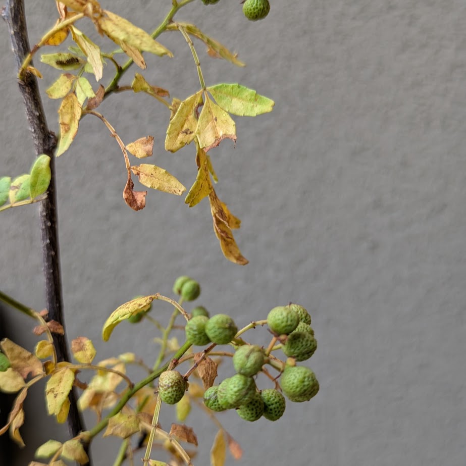 朝倉山椒　山椒の木　庭の木