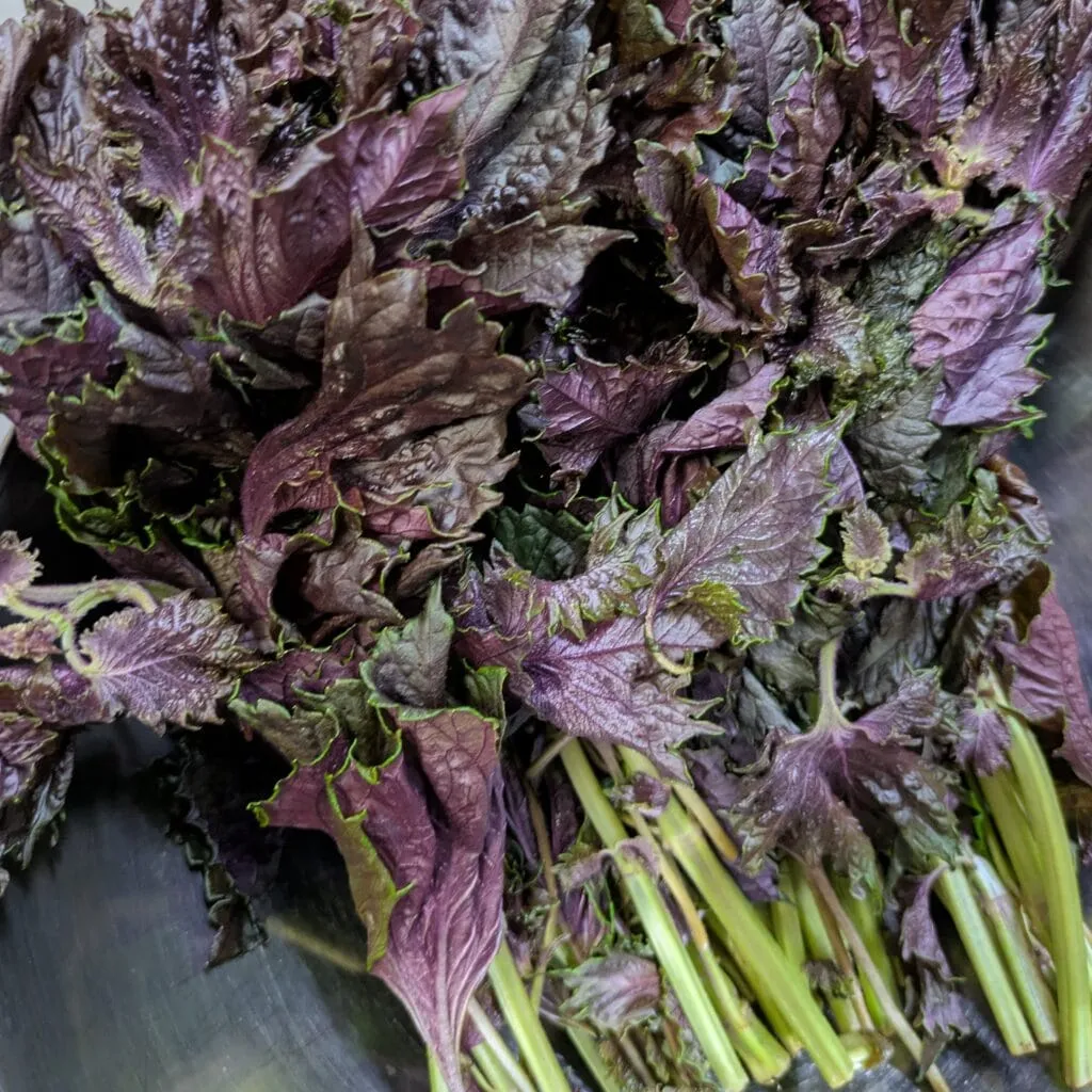 レモン果汁で「赤しそジュース」作り　材料の赤しそ