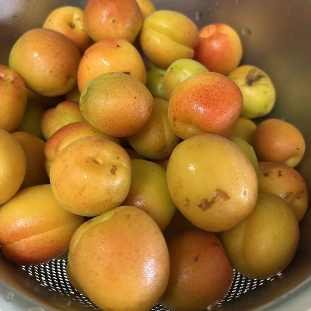 「あんず（アプリコット）ジャム」作り　大量のあんず