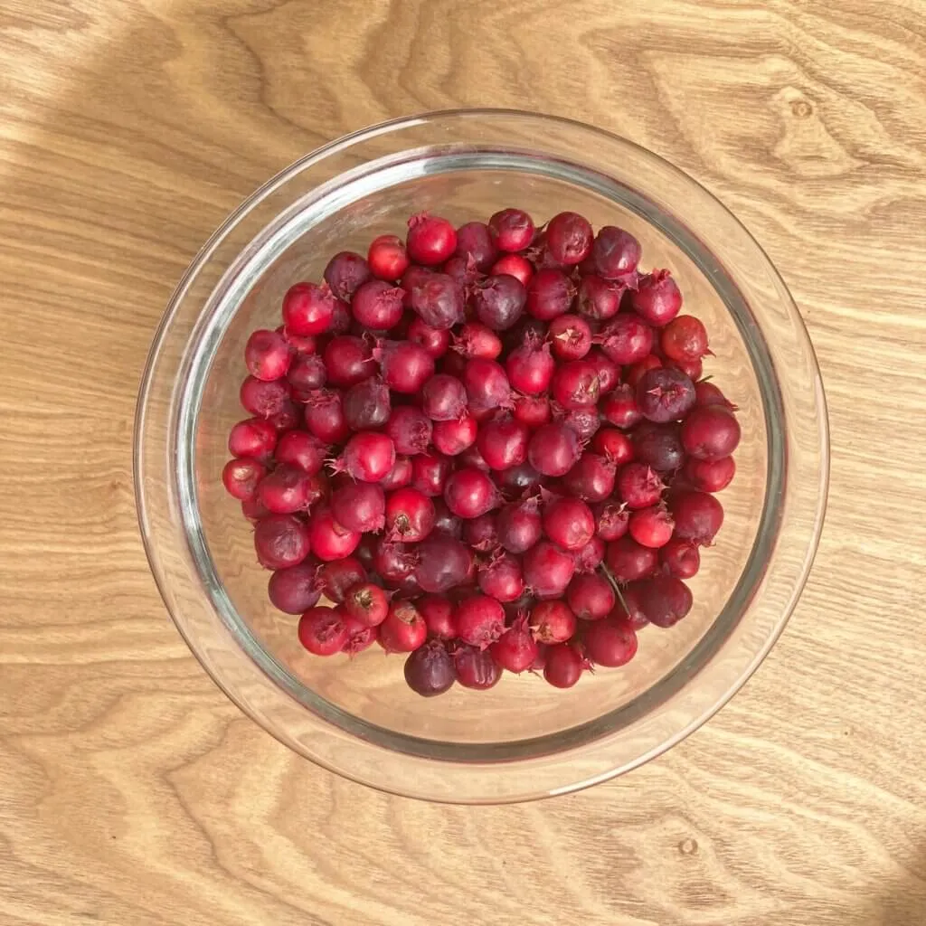 「ジューンベリージャム」作り　ジューンベリーの実