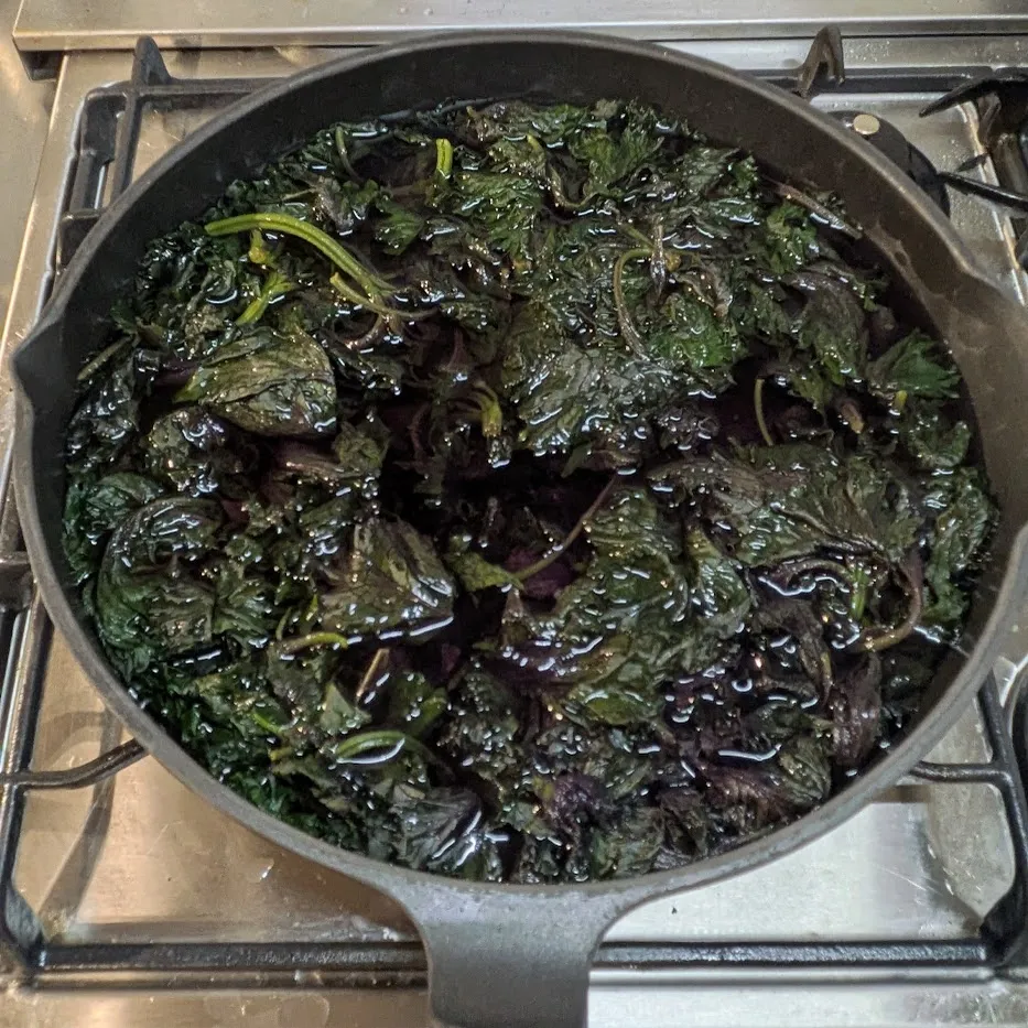 クエン酸で「赤しそジュース」作り　赤しそを入れた鍋