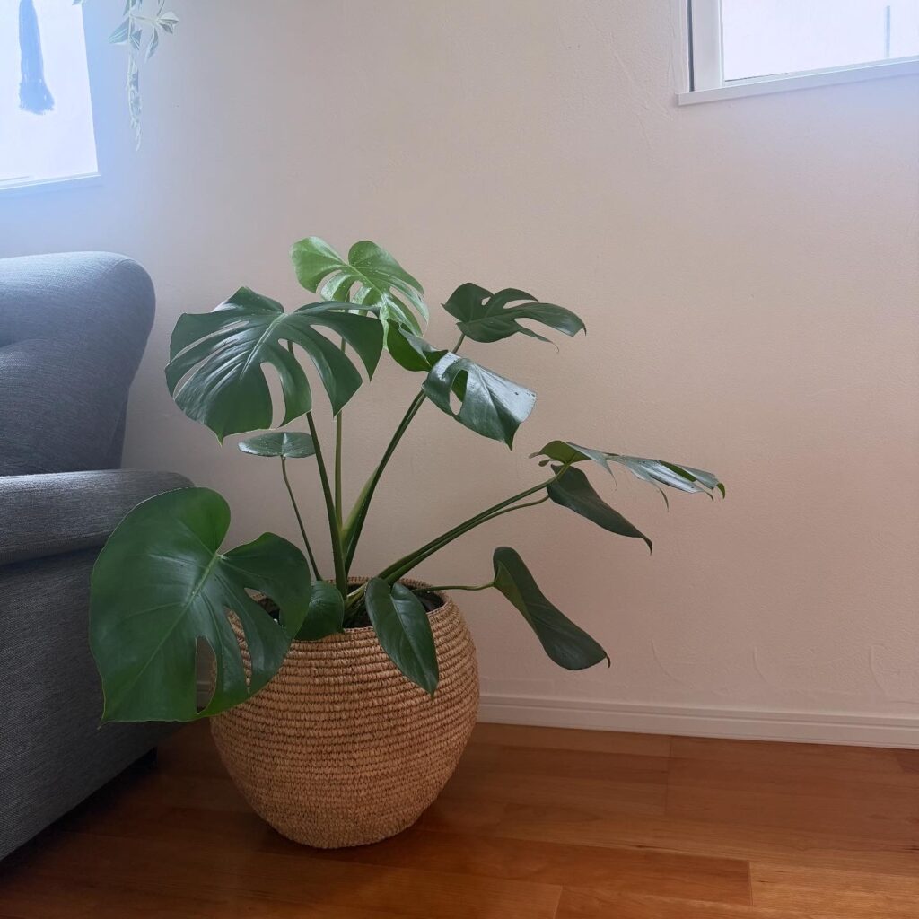 観葉植物 モンステラ